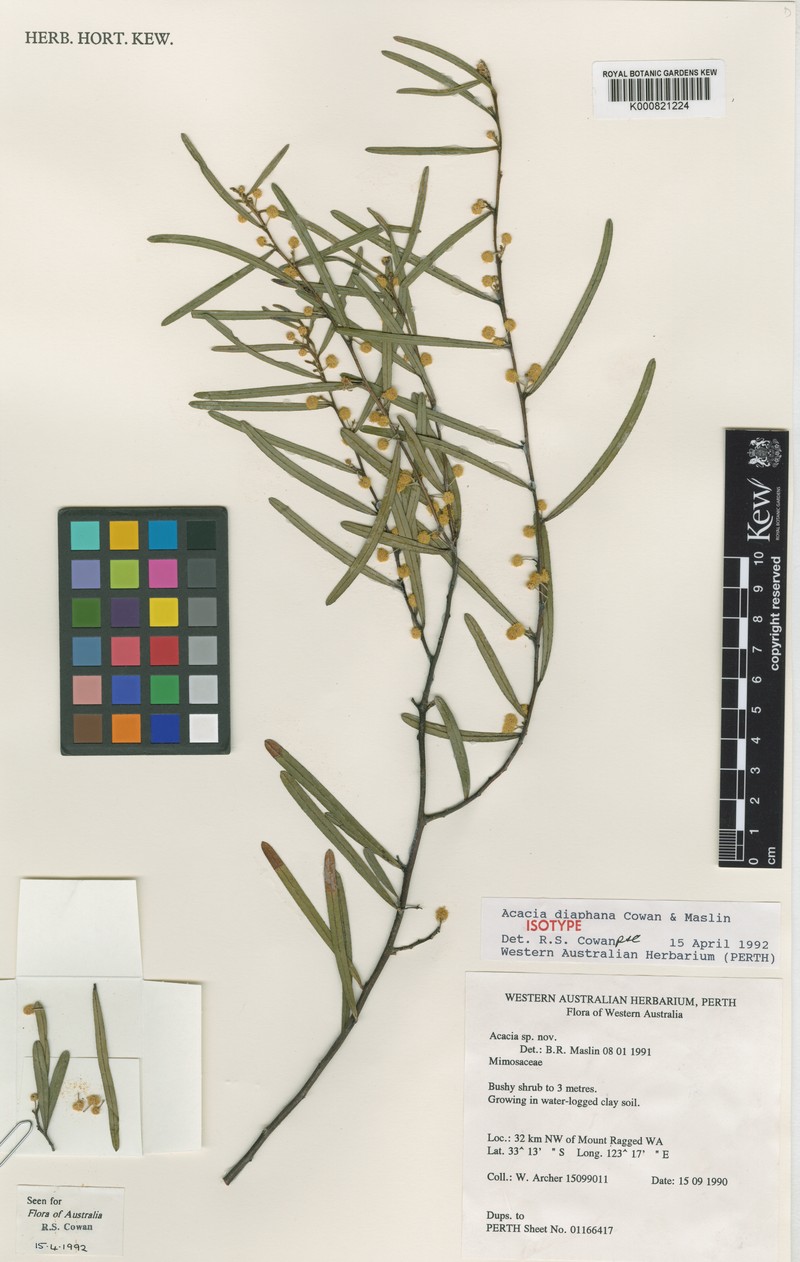 Acacia diaphana