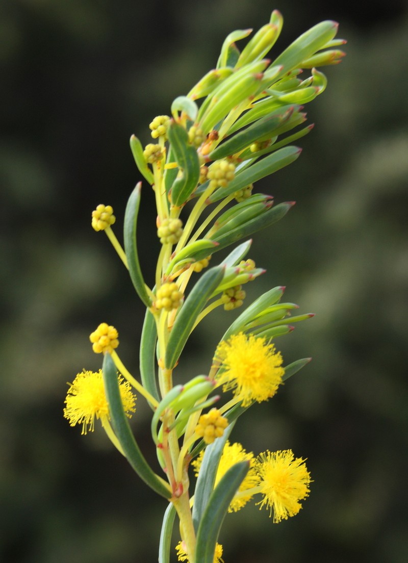 Acacia diaphyllodinea photo 2