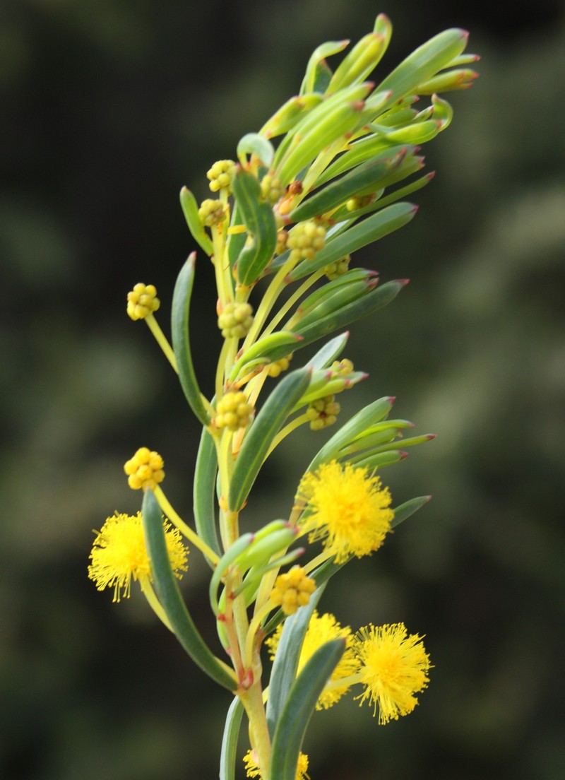 Acacia diaphyllodinea photo 3