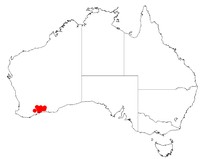 Acacia diaphyllodinea