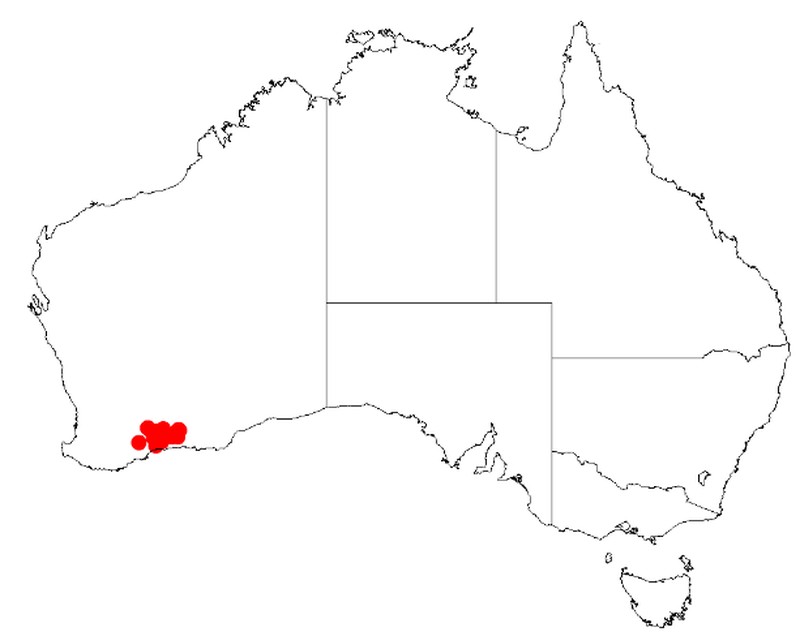 Acacia diaphyllodinea