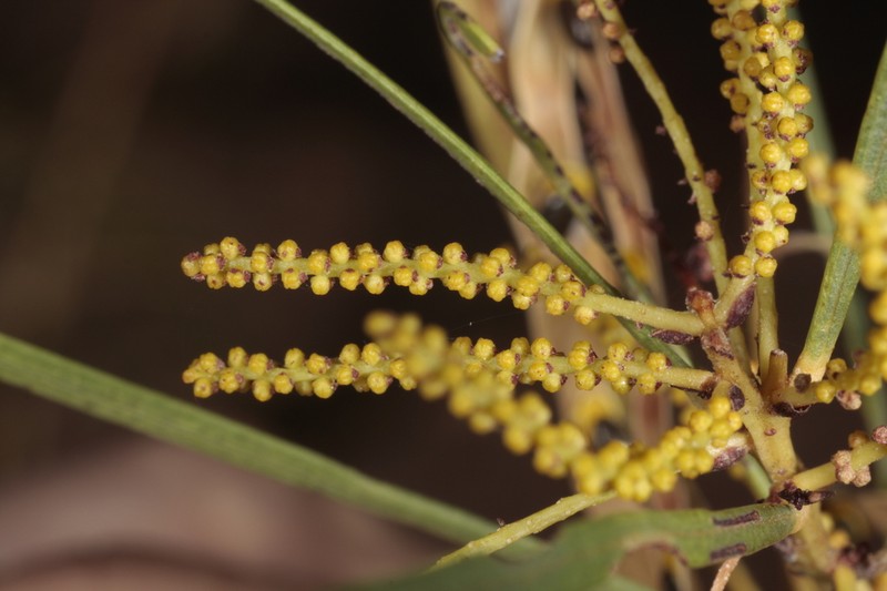 Acacia diastemata photo 4