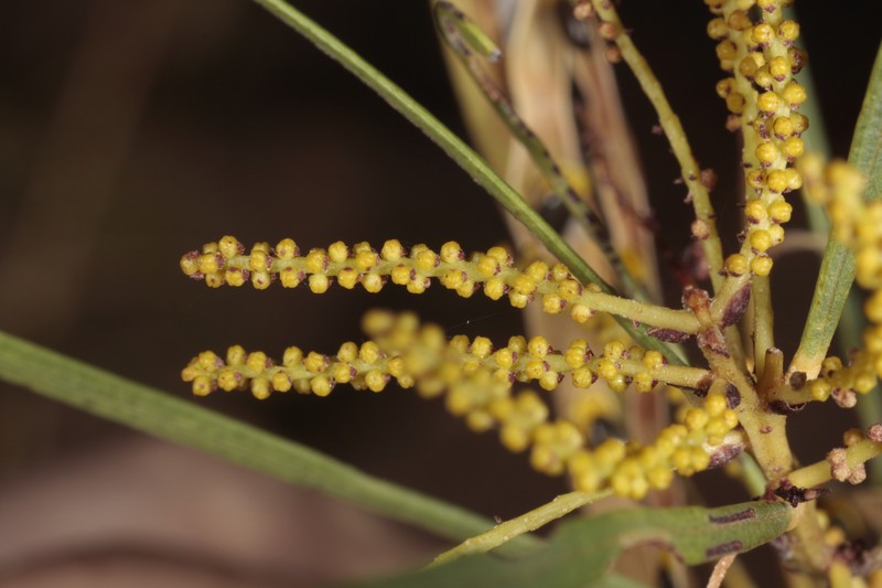 Acacia diastemata photo 6