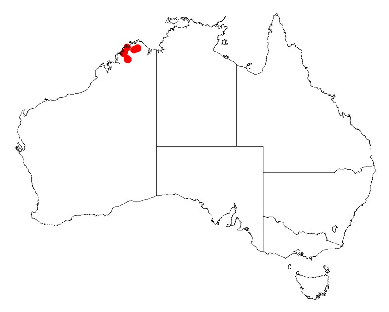Acacia diastemata