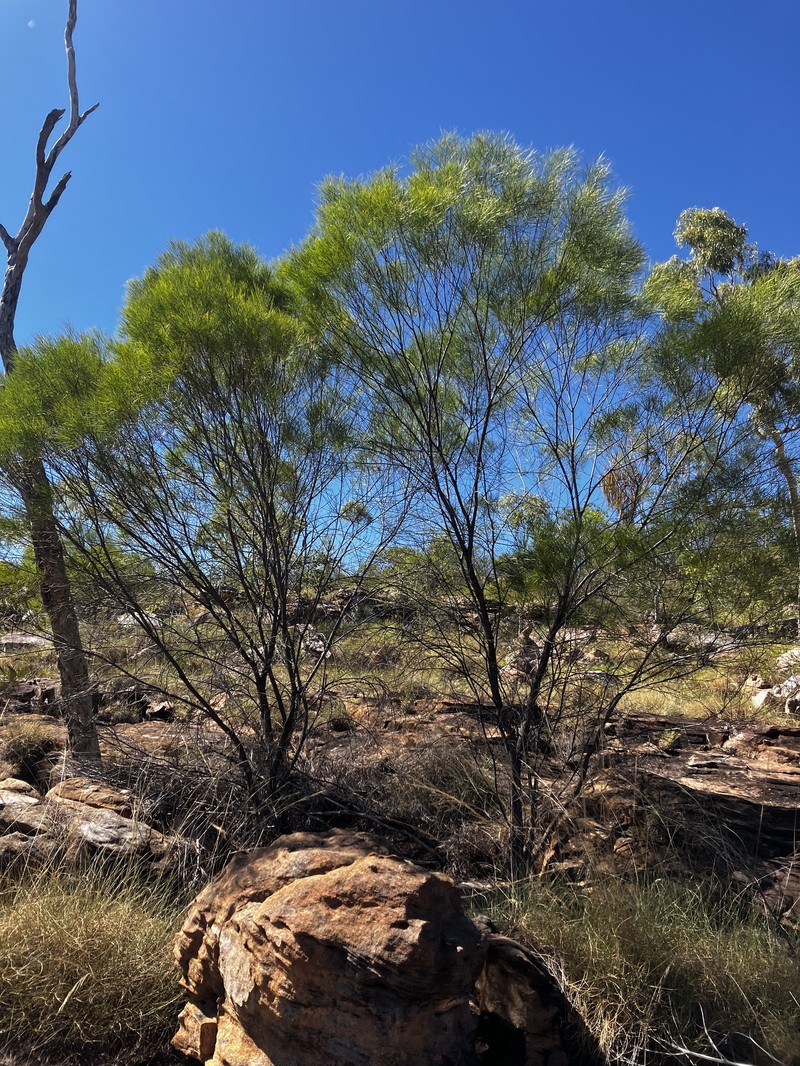 Acacia diastemata photo 3