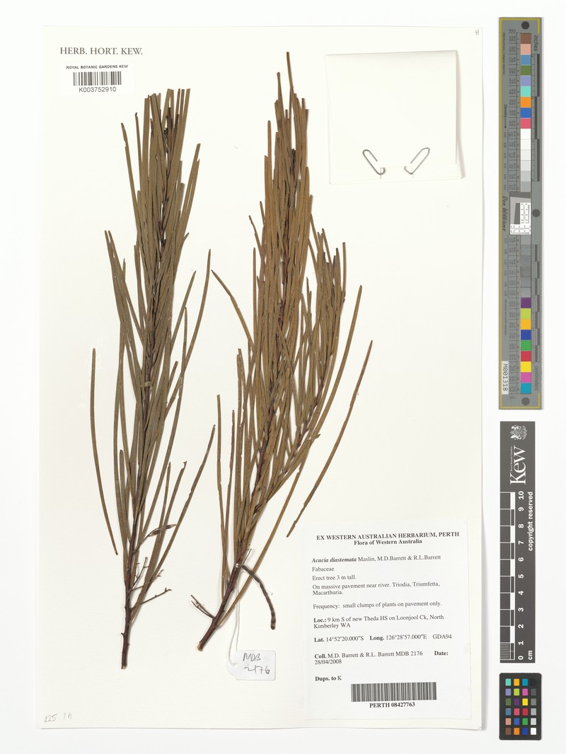 Acacia diastemata photo 4