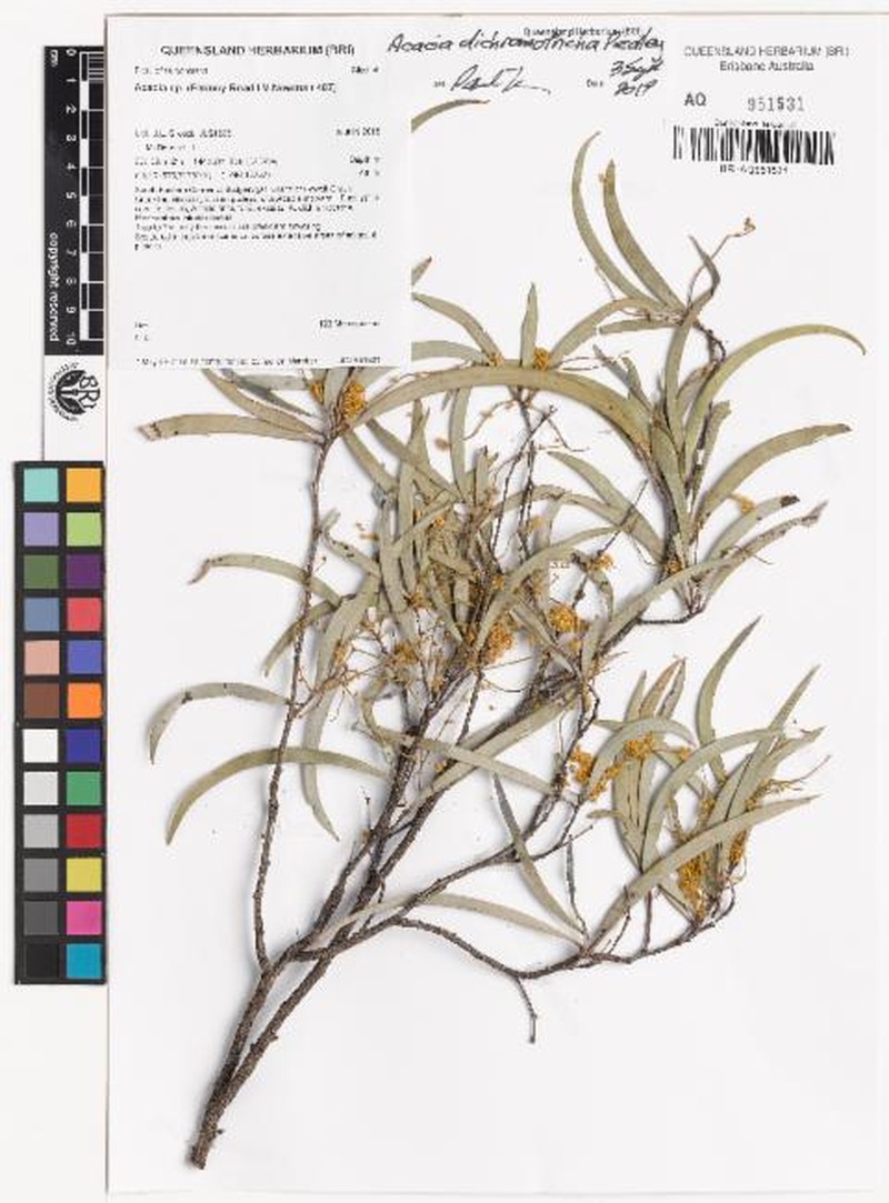 Acacia dichromotricha