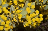 Acacia dictyocarpa