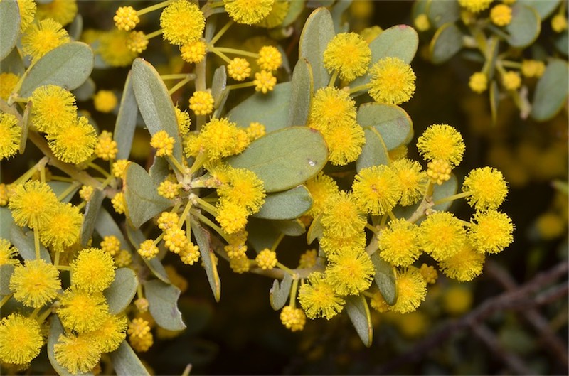 Acacia dictyocarpa