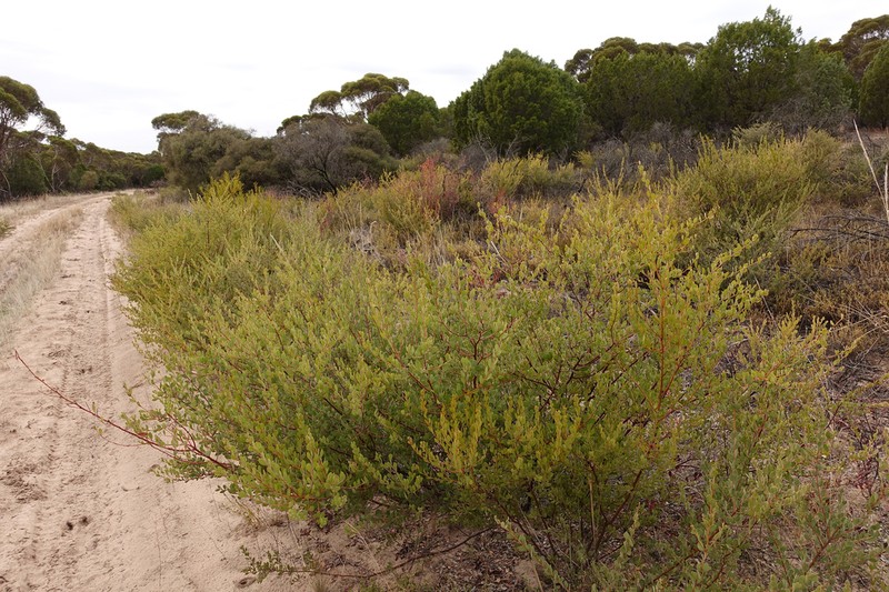 Acacia dictyocarpa photo 3