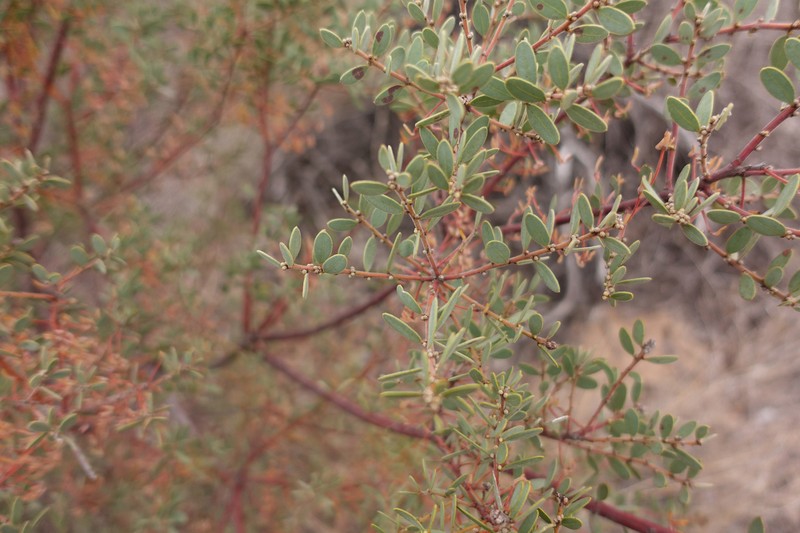 Acacia dictyocarpa photo 4