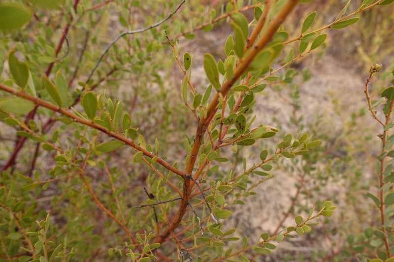 Acacia dictyocarpa photo 5