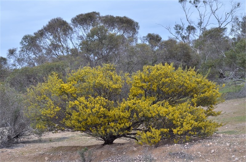 Acacia dictyocarpa photo 6
