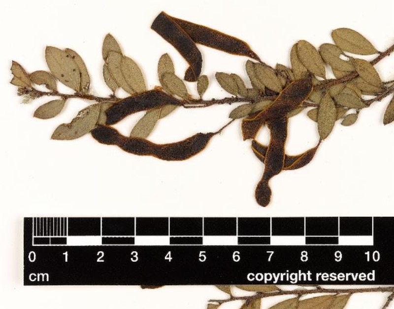 Acacia dictyocarpa photo 7