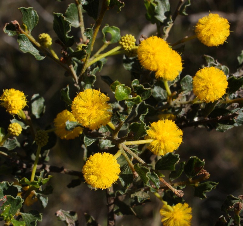 Acacia dictyoneura photo 3