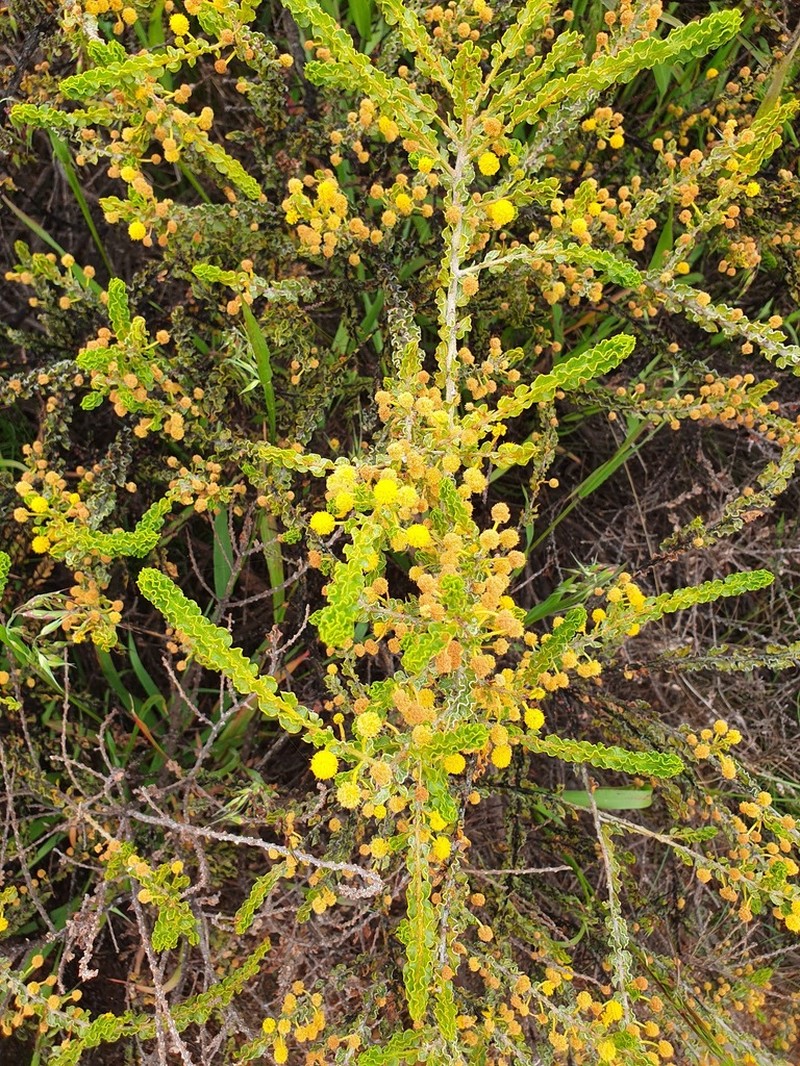 Acacia dictyoneura photo 4