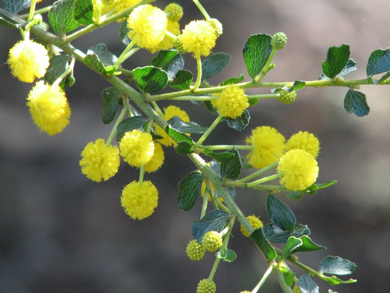 Acacia dictyoneura