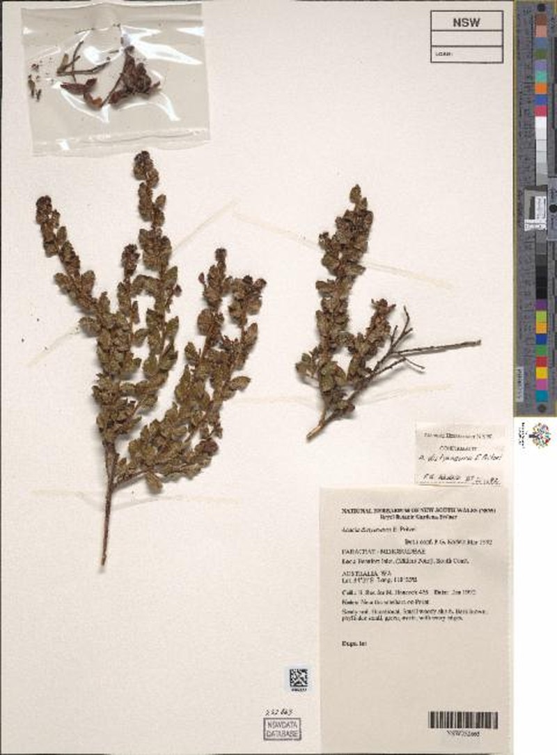 Acacia dictyoneura photo 2