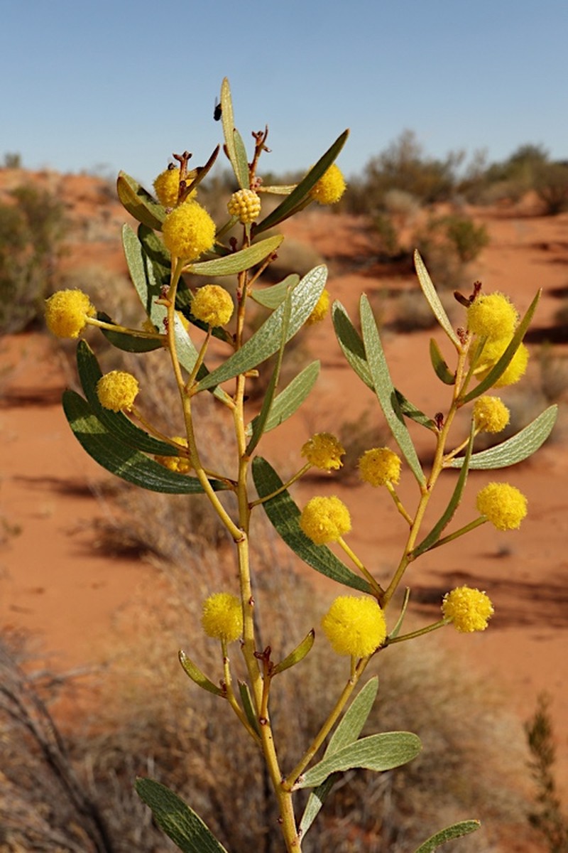 Acacia dictyophleba