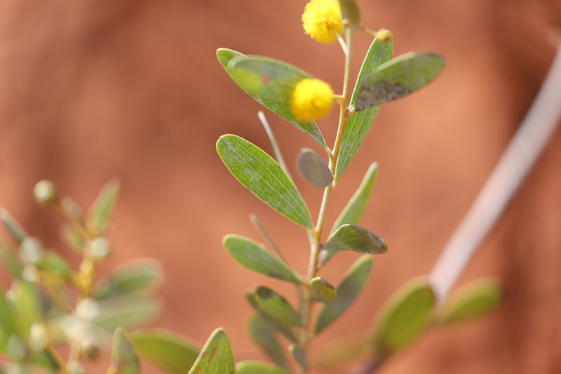 Acacia dictyophleba photo 2