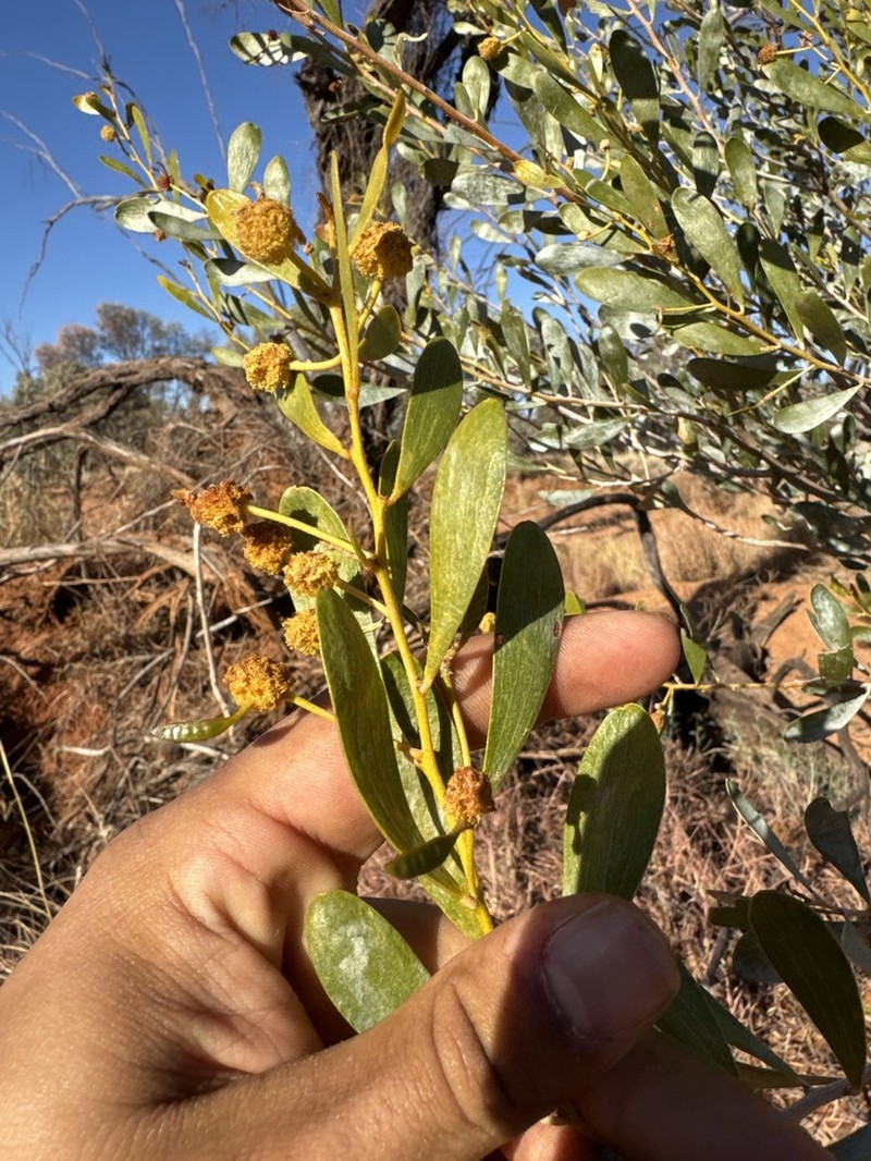 Acacia dictyophleba photo 3