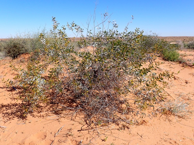 Acacia dictyophleba photo 4