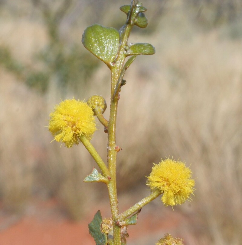 Acacia dictyophleba photo 5