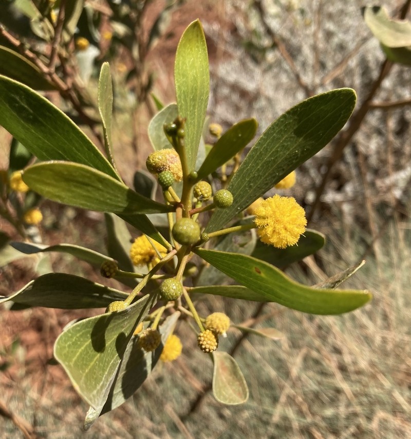 Acacia dictyophleba photo 6