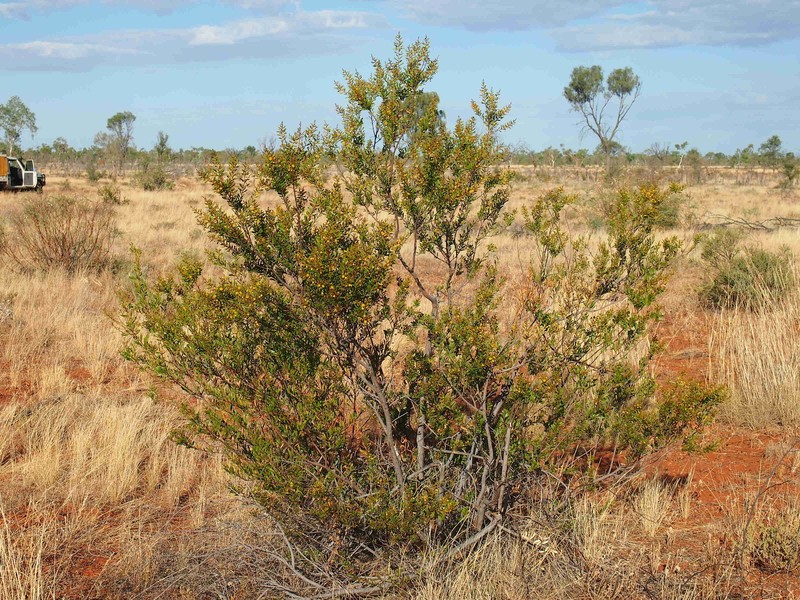 Acacia dictyophleba photo 7