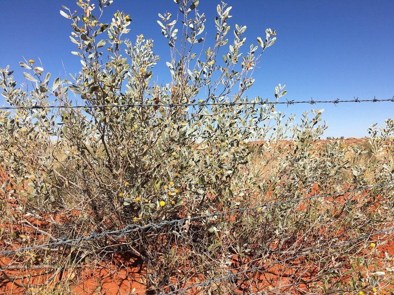 Acacia dictyophleba photo 8
