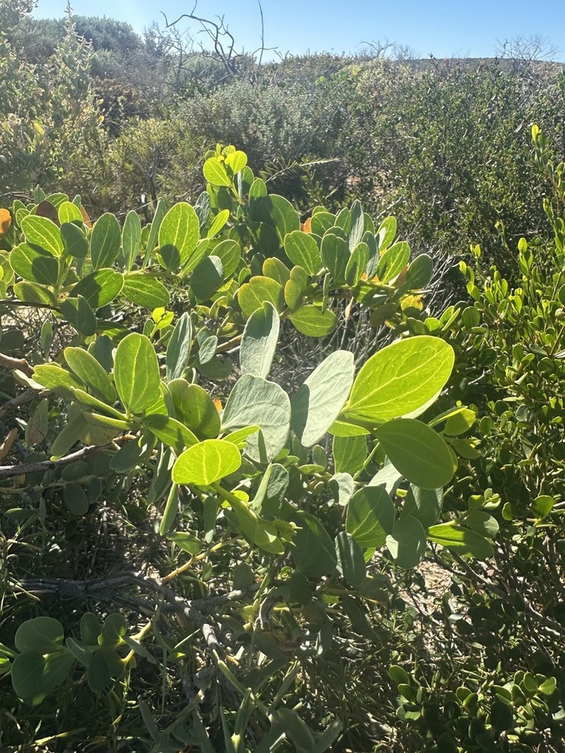 Acacia didyma photo 4
