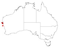 Acacia didyma