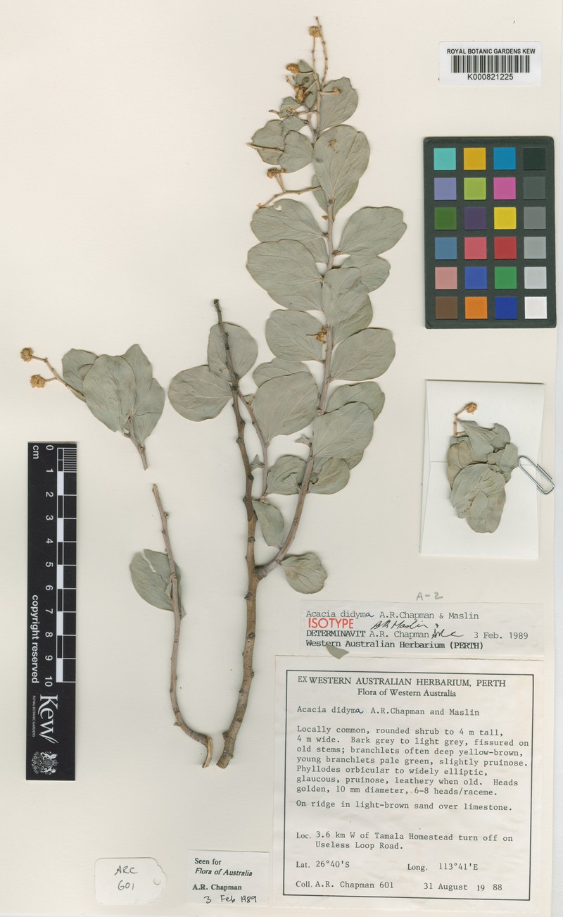 Acacia didyma photo 2