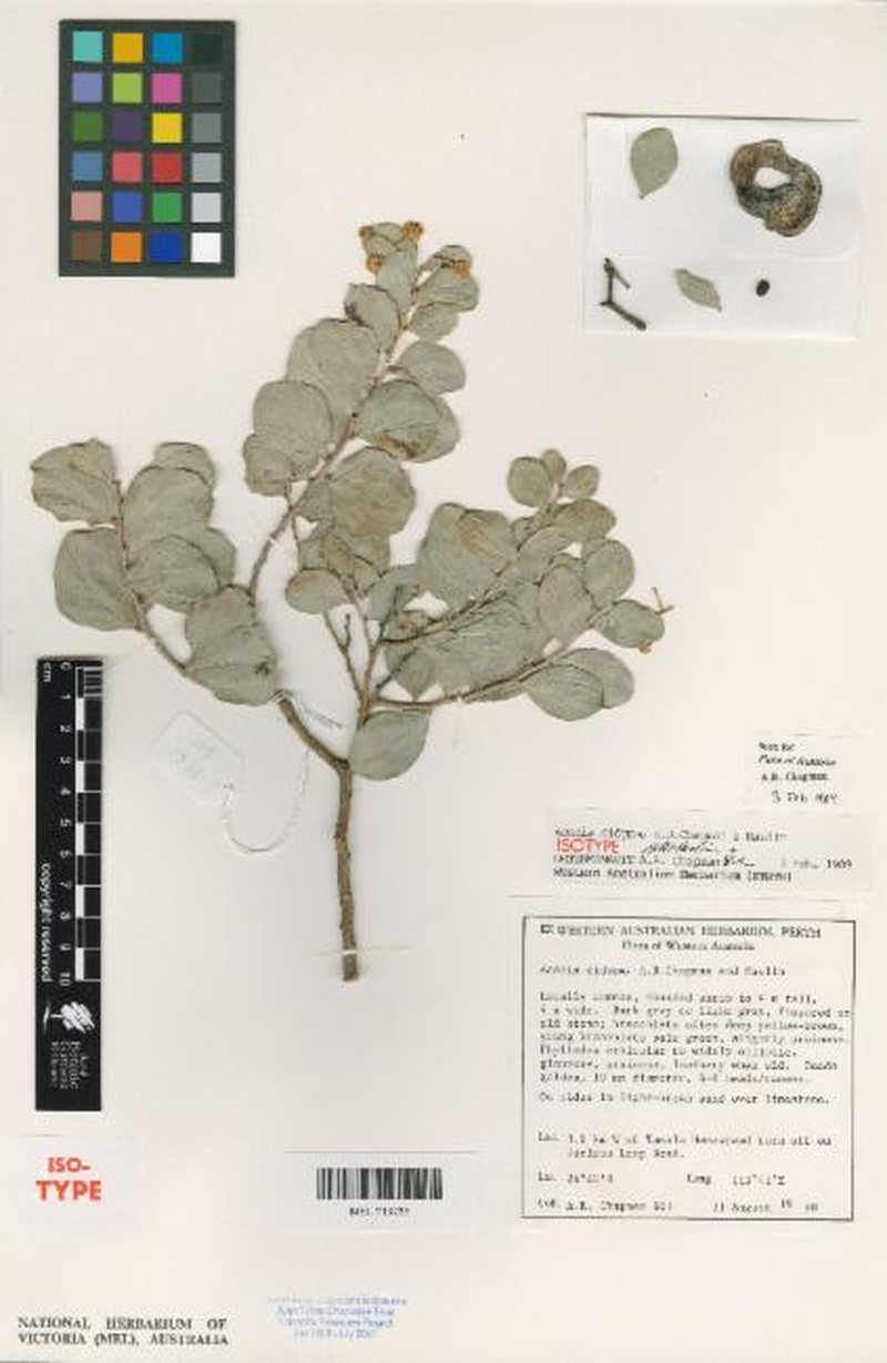 Acacia didyma photo 3