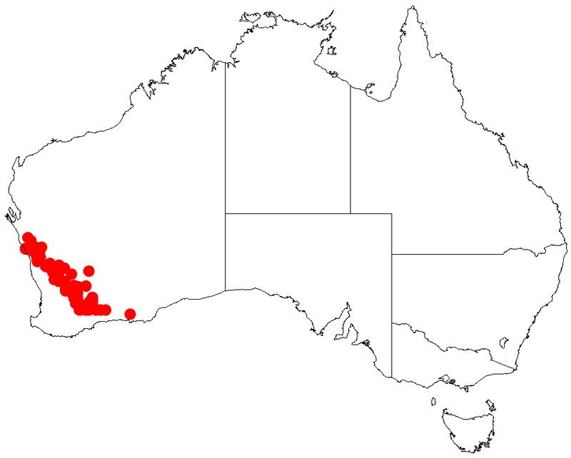 Acacia dielsii