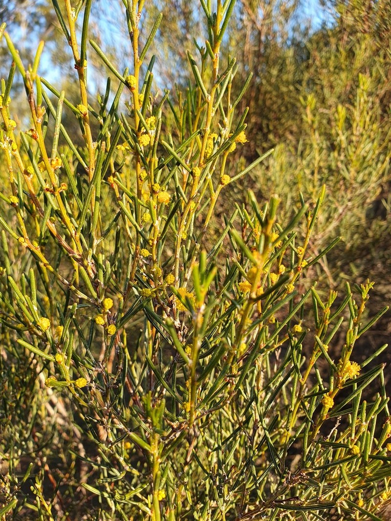 Acacia dielsii photo 2