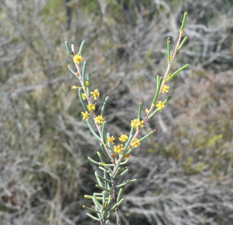 Acacia dielsii photo 4
