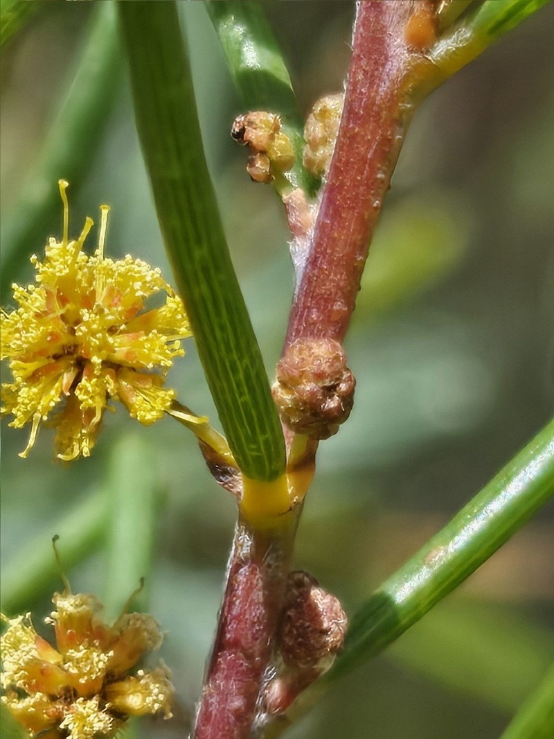 Acacia dielsii photo 5