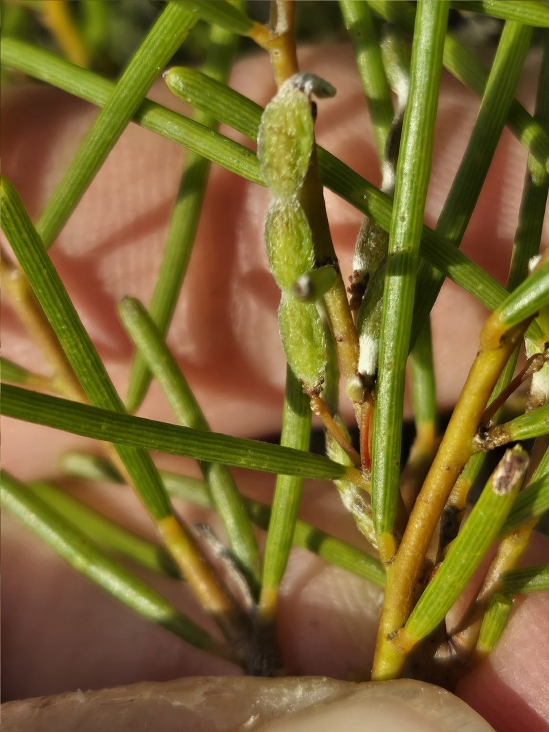 Acacia dielsii photo 6