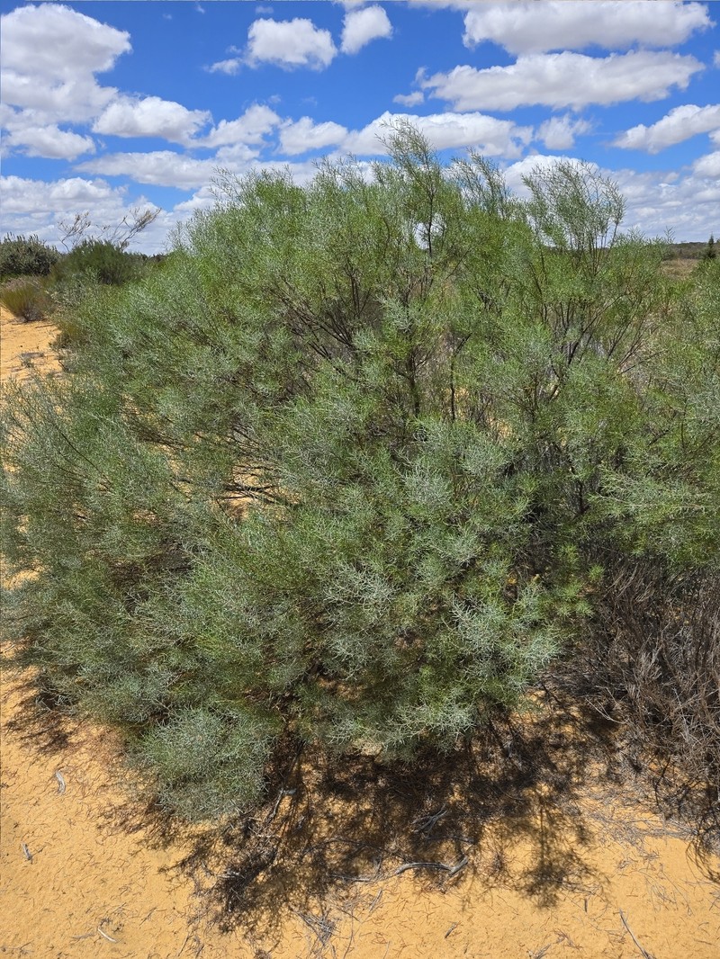 Acacia dielsii photo 7