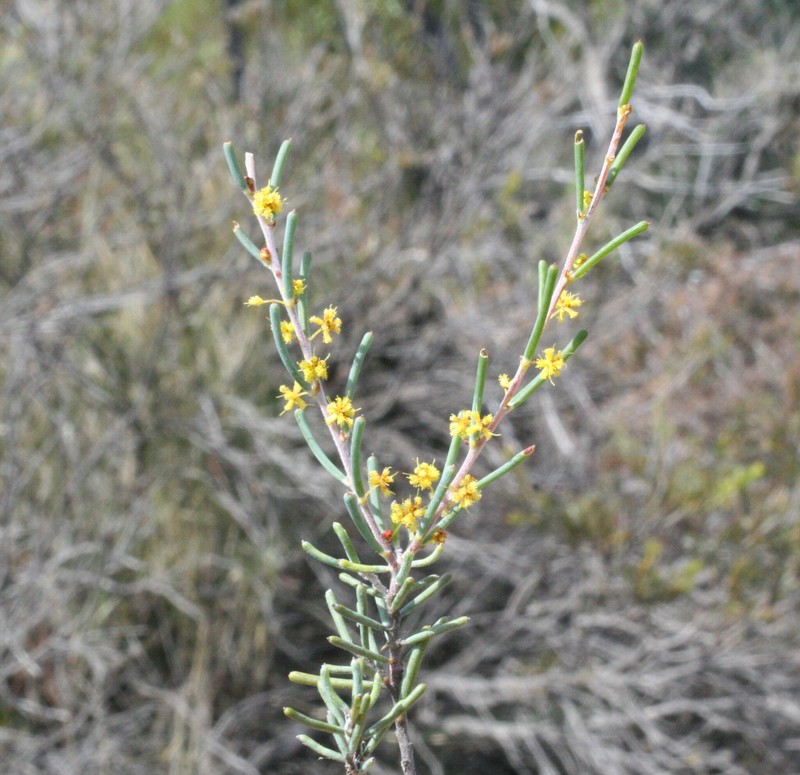 Acacia dielsii photo 8