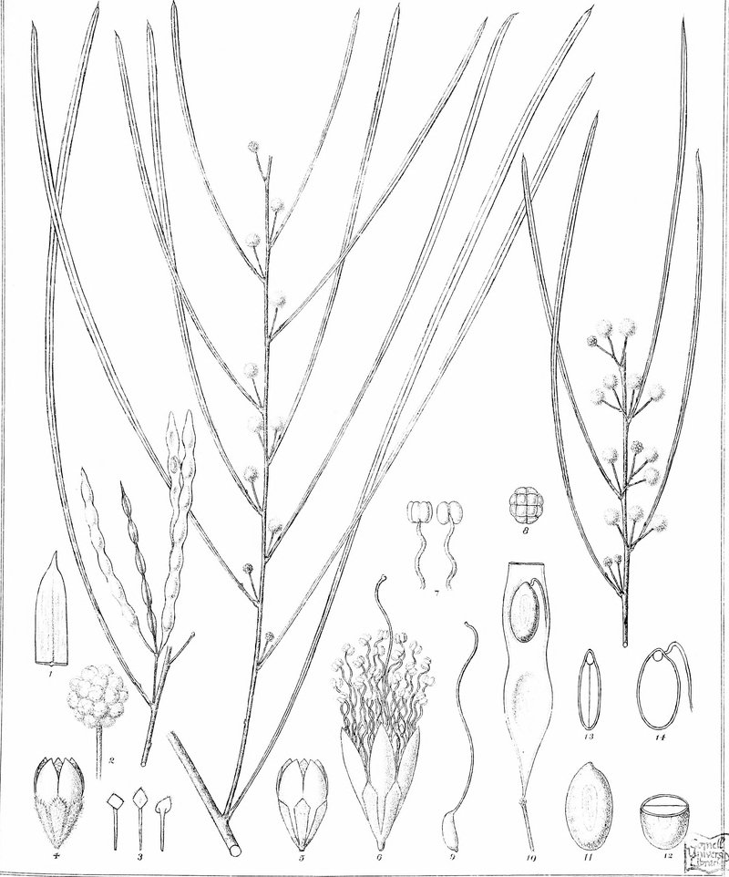 Acacia dietrichiana