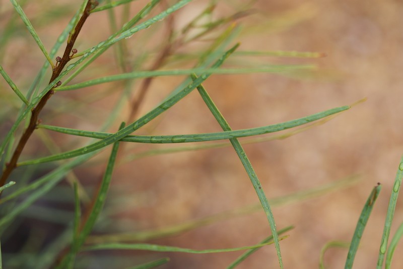 Acacia dietrichiana photo 2