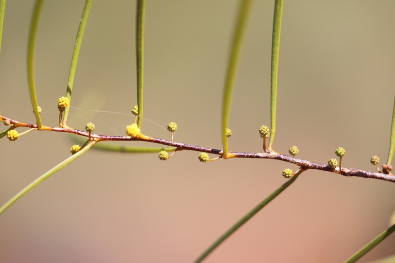Acacia dietrichiana photo 3
