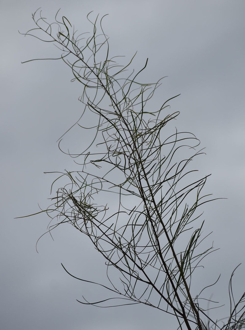 Acacia dietrichiana photo 4