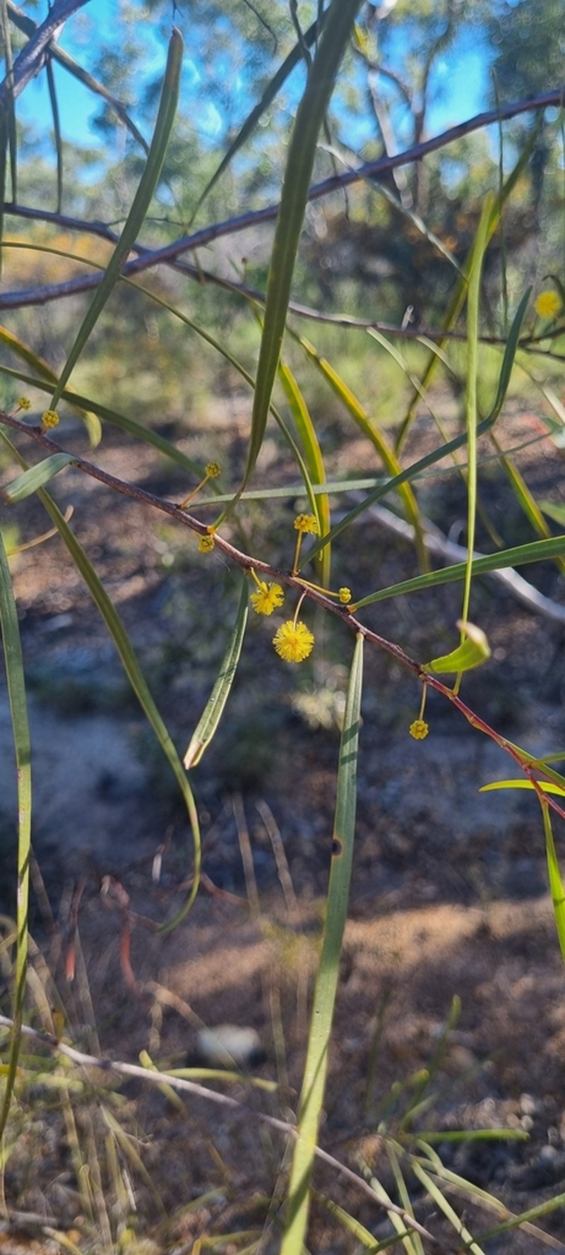 Acacia dietrichiana photo 5