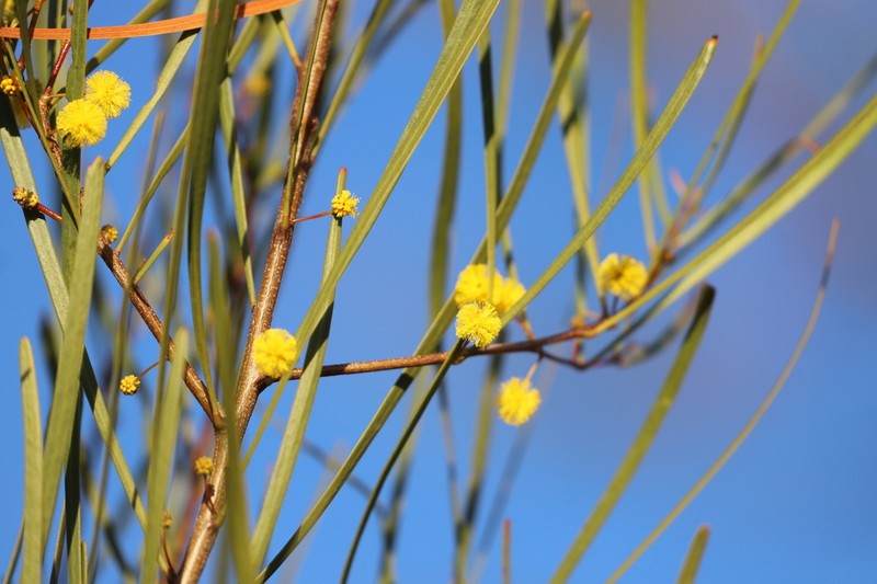 Acacia dietrichiana photo 6