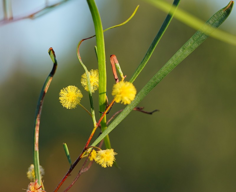 Acacia dietrichiana photo 7