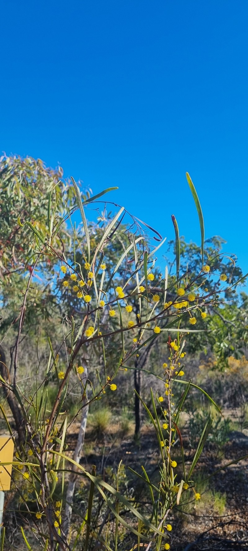 Acacia dietrichiana photo 8