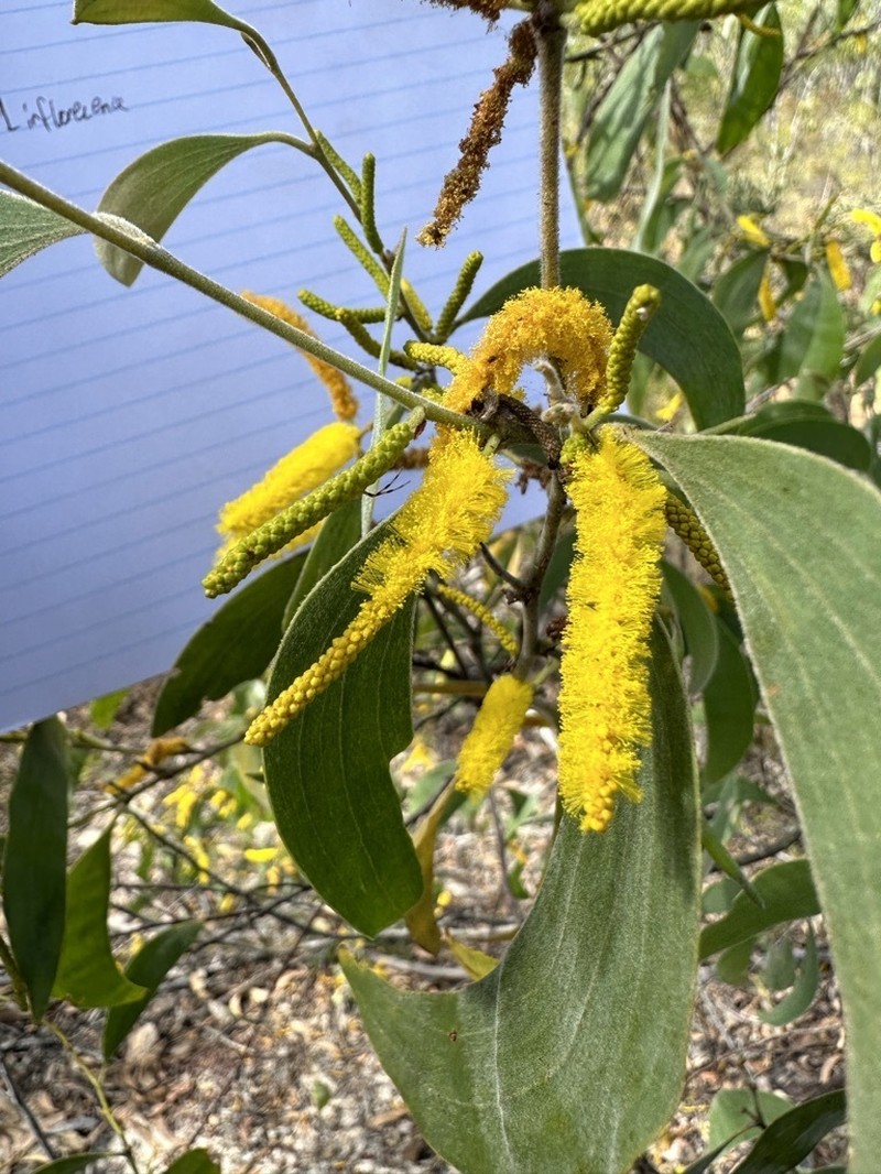 Acacia difficilis photo 2
